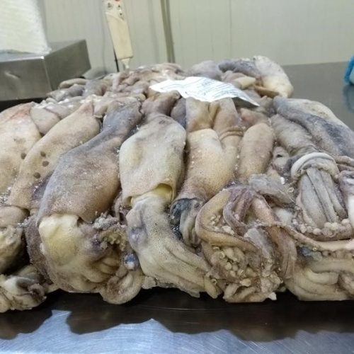 Calamar Entero congelado en Tierra