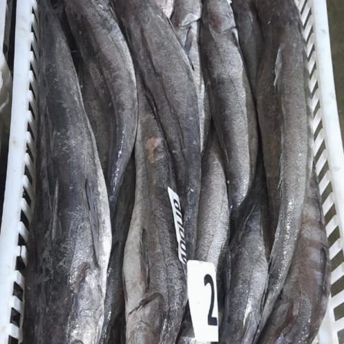Merluza Entera Congelada en Tierra